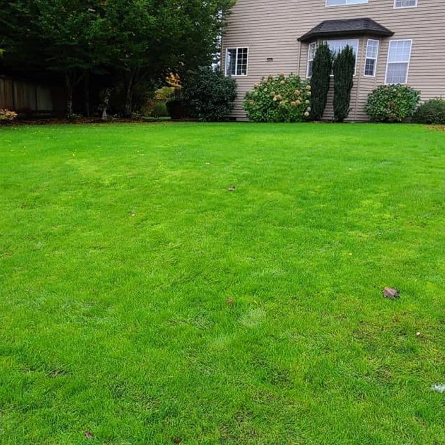 Gallery photos for Brighten Up Your Outdoor Space with Grass or Turf Installation: Image #4